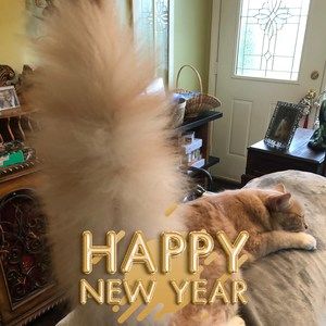 Meet your Posher, Annette